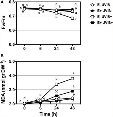 Fungal Endophytes Enhance the Photoprotective Mechanisms and Photochemical Efficiency in the Antarctic Colobanthus quitensis (Kunth) Bartl. Exposed to UV-B Radiation